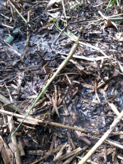 anaerobe Mikroorganismen auf einer PKA