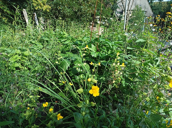 Grauwasser-Kläranlage auf einem Dach