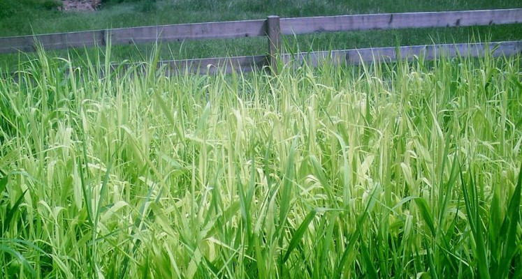 Gewachsenes Schilf einer Pflanzenkläranlage Schilf einer Pflanzenkläranlage