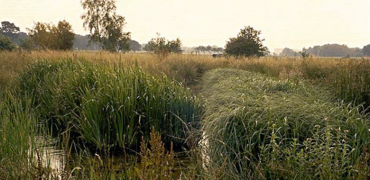 Rückbau Schilflandschaft