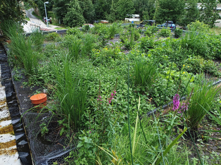 Grauwasserbehandlung auf einem Flachdach