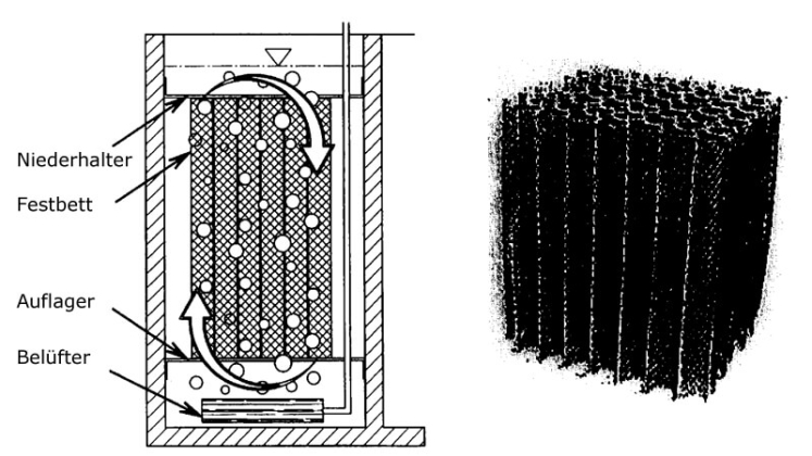 Festbett Aufwuchskörper Grafik Festbett Aufwuchskörper